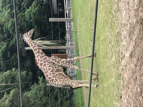 7264D623-CC6F-497E-958B-6875026ACB07